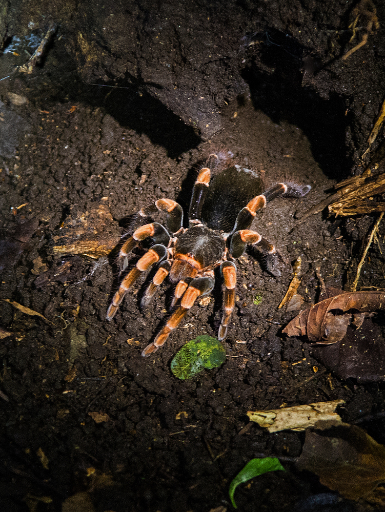 Costa Rica Orange Kneed Tarantula